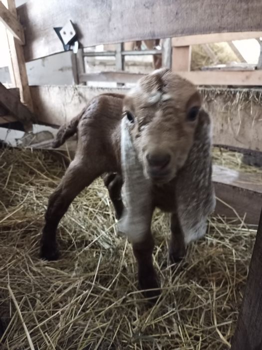 Продам нубо- камори 40 %