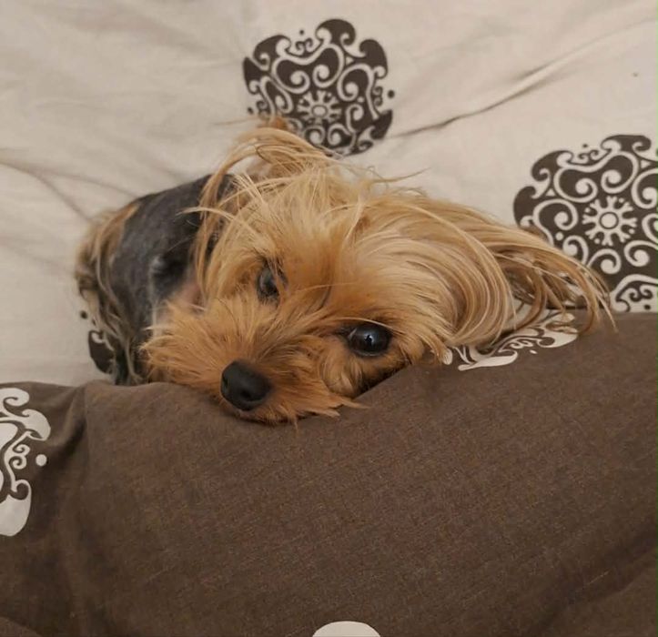 Yorkshire terrier suczki