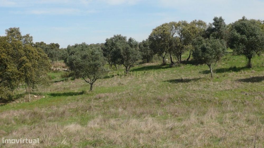 Terreno 15.500m2 em Vila Nova de Baronia, Alvito, Beja