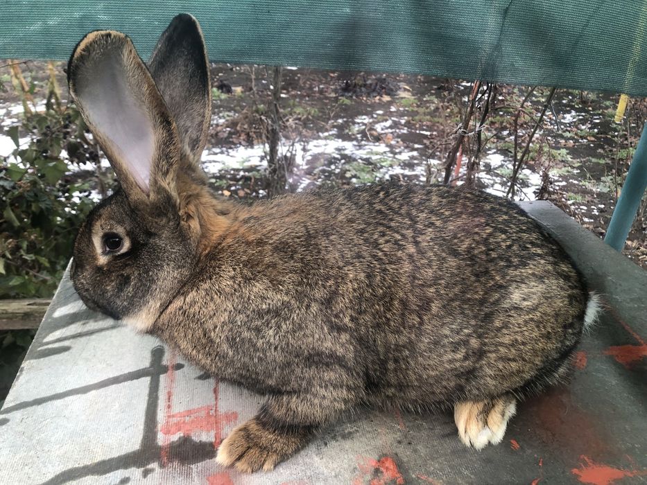 Продам Кроликів!