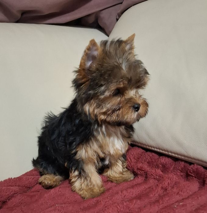 Czarno złota suczka Yorkshire Terrier