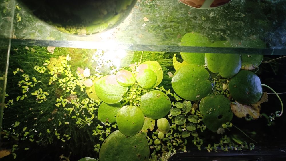 Plantas flutuante para aquário