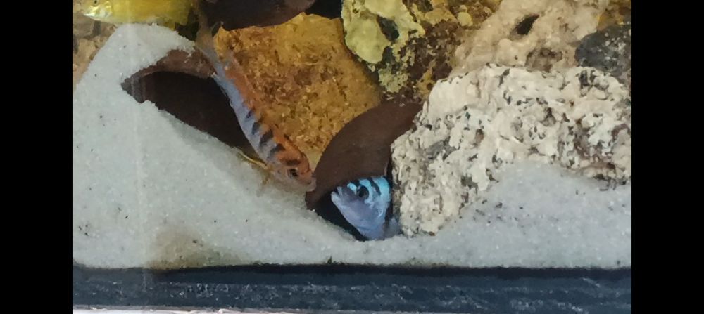 Crias Hongi sp. Ciclideo