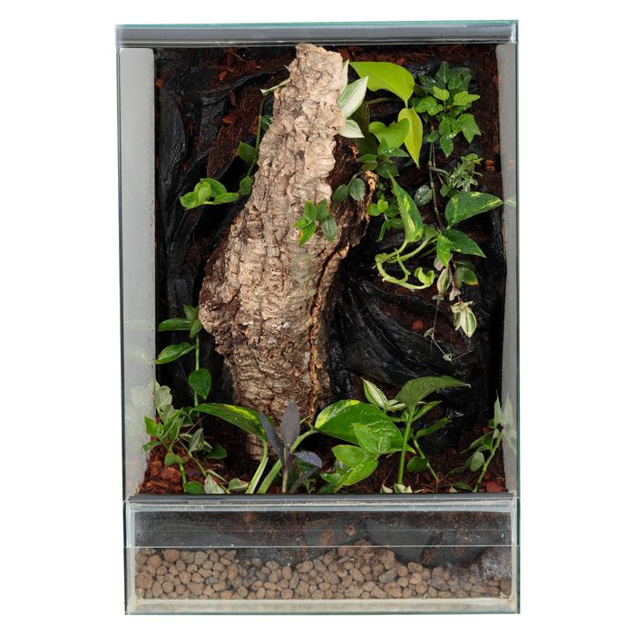 Terrarium 40x40x60 gekon orzęsiony
