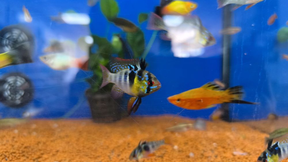Ramirezi (Mikrogeophagus Ramirezi)