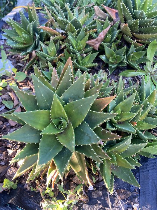 Catos varios tamanhos