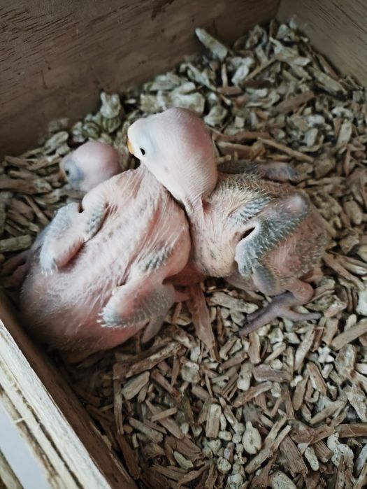 Cedo 30 ring necks para criar a mão