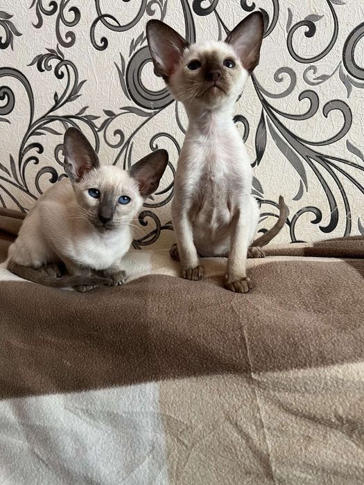 Орієнтальні кошенята.