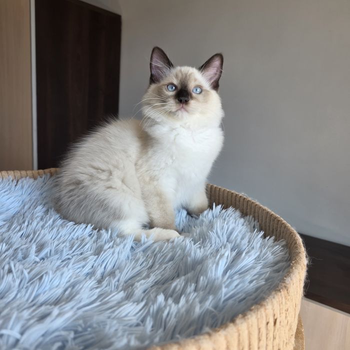 Piękny Kocurek Ragdoll