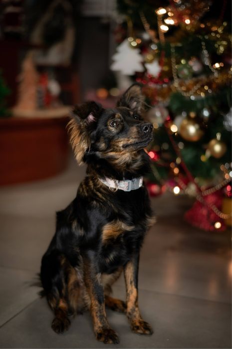 Młoda, kontaktowa Rosa szuka domu