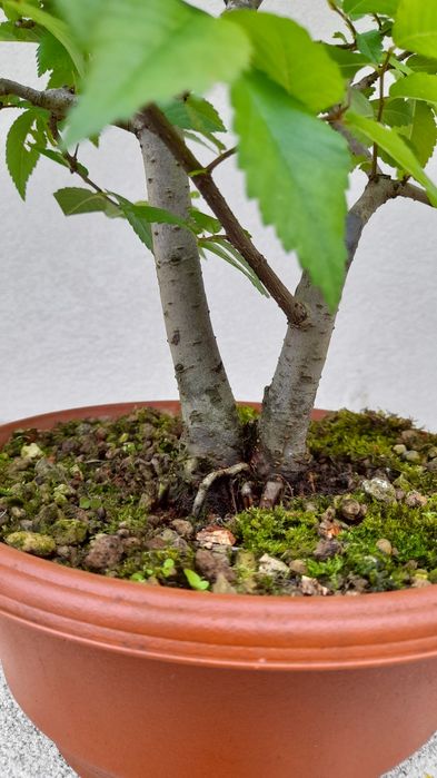 Bonsai Zelkova Serrata-duplo tronco
