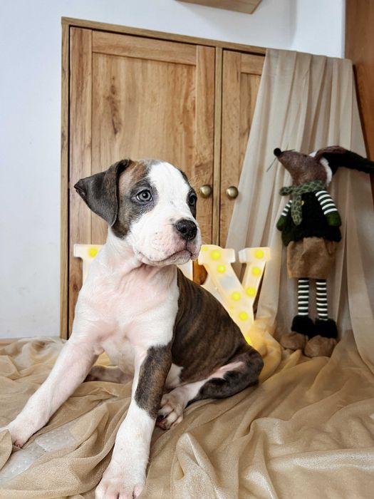 Amstaff blue suczka Hodowla Rodowód