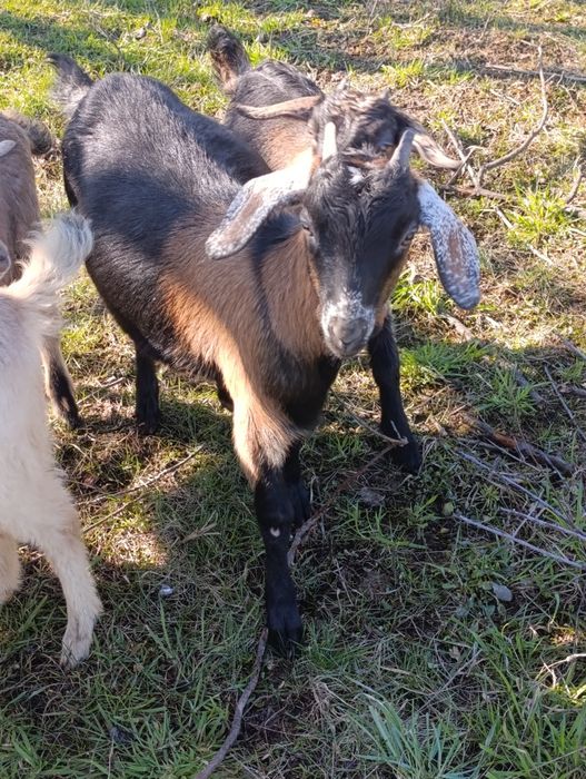 Кози кізоньки % нубійки