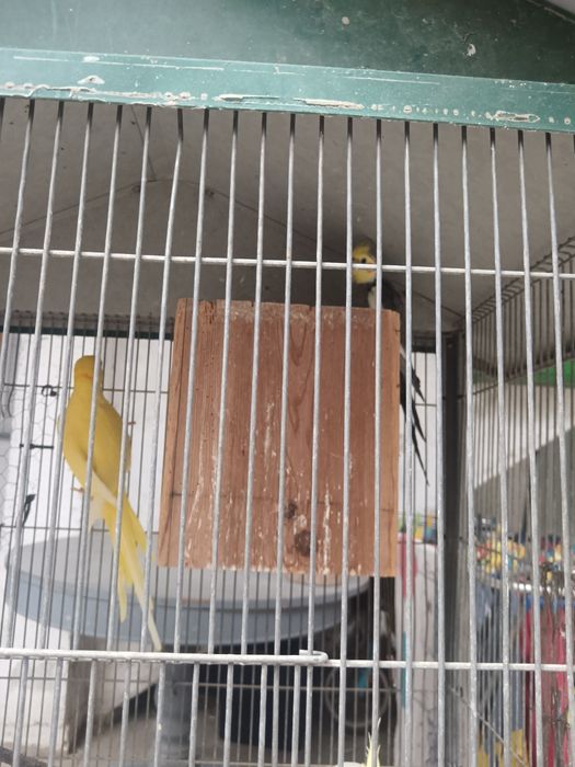 2 Ring neck casal de caturras pa