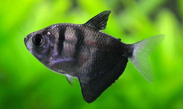 Tetra czarna żałobniczka