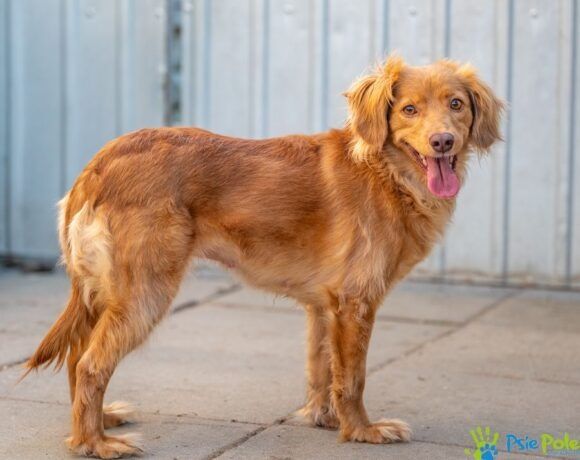 Piękna sunia KINIA szuka domu na stałe