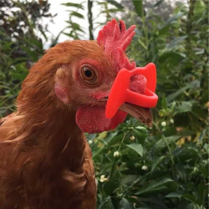 PROMO Nakładki osłonki na dzioby przeciw dziobaniu kury M 500 szt