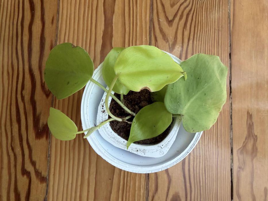 Philodendron Lemon Lime
