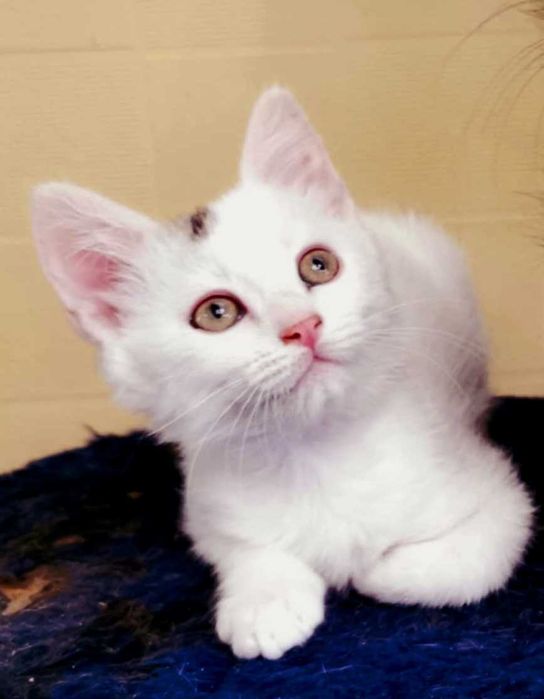 Красивый котик  Зайка,