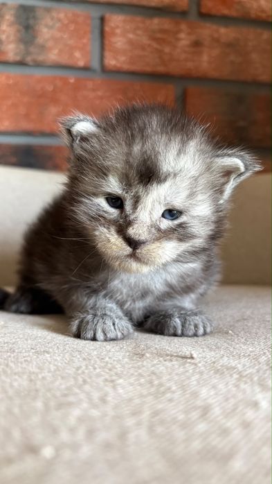 Kocurek Oreo Maine coon