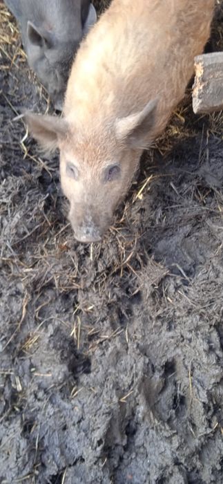 Пропоную в'язку вєтнамського кнура окраса венгерська мангалиця.