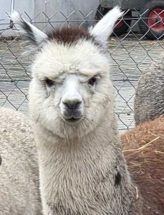 Alpaka samiec - 6 miesięcy