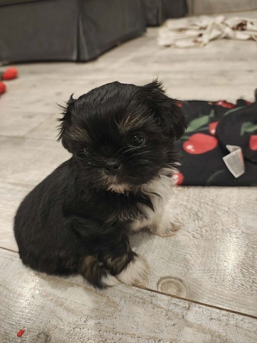Suczka shih tzu rodowód