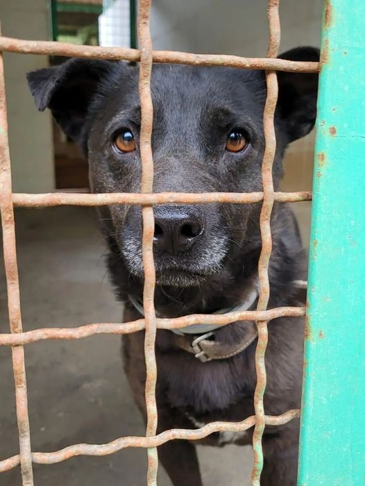 Uległa suczka szuka domu  / do adopcji