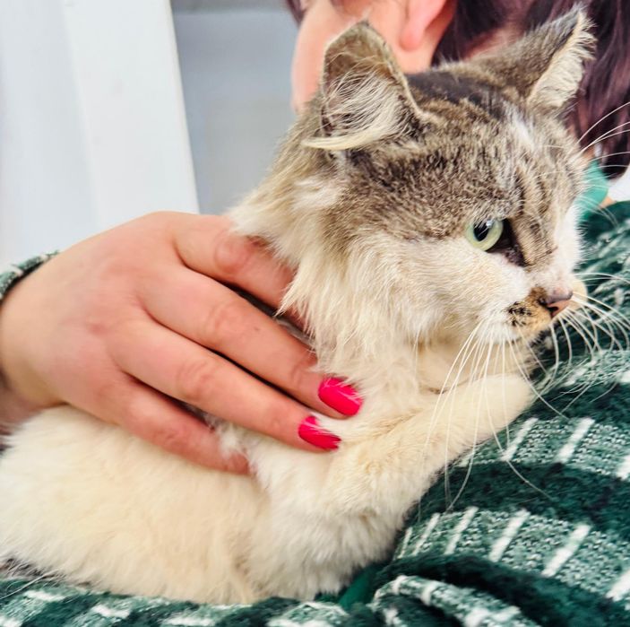 Gatinha de cerca de 2 anos