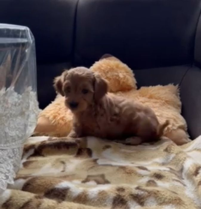 Мальчик мальтипу Ф1.