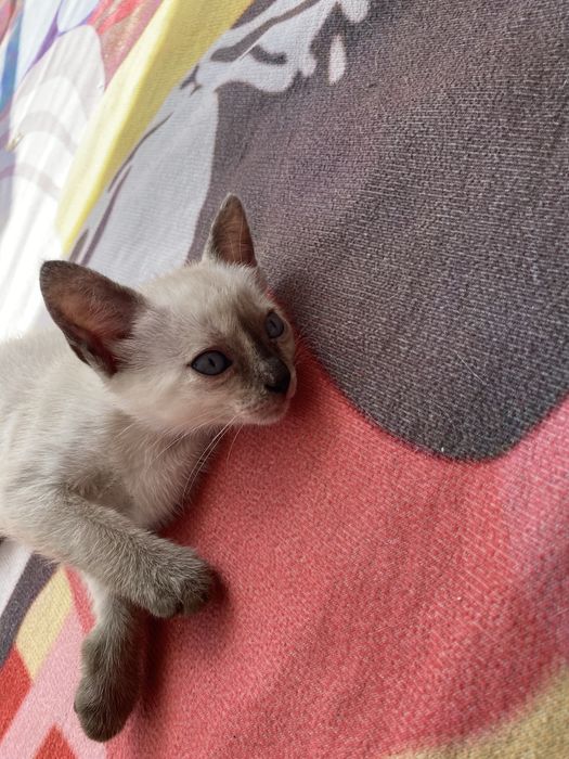 Duas gatinhas irmãs  para adoção responsável – de preferência juntos