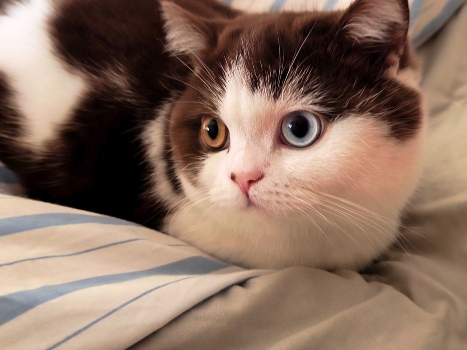 Fantástico gatinho British Shorthair