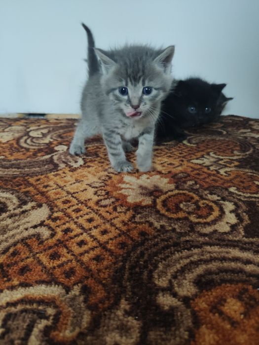 Віддам кошенят в добрі руки