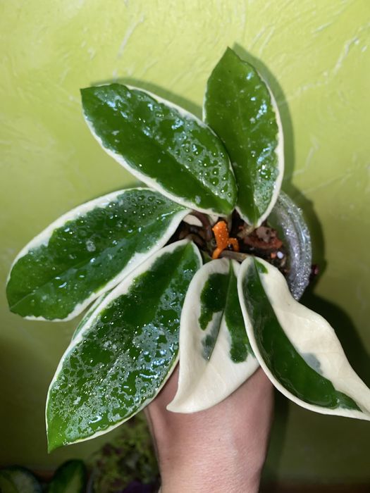 Вкорінені хойі Liza,Mathilda,,Lacunosa  та вн