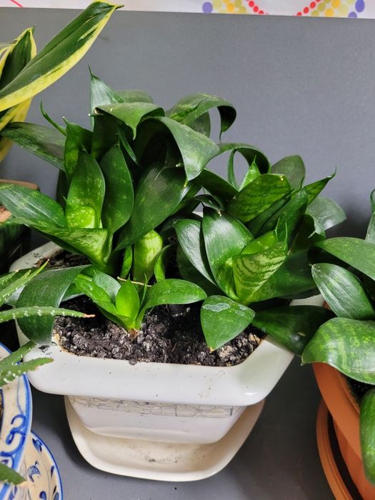 Сансевиерия  хани низкорослая,тещин язык,щучий хвост