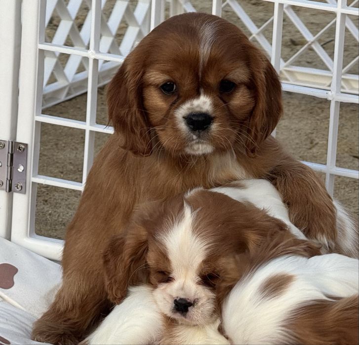 Cavalier King Charles spaniel suczka blenheim ruby z rodowodem