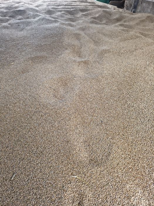 Pszenżyto na pasze śruta