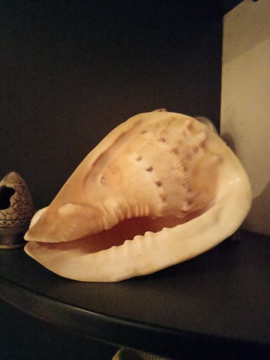 Морская ракушка ,рапан
