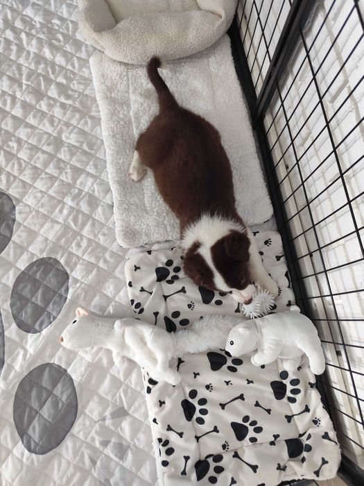 Border collie. Suczka brązowo-biała. Szczeniak