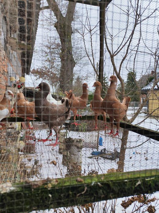 kurak kuraki maltańskie brodawczak