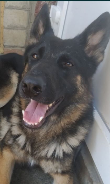 Шикарнейшая по типу!100% German shepherd