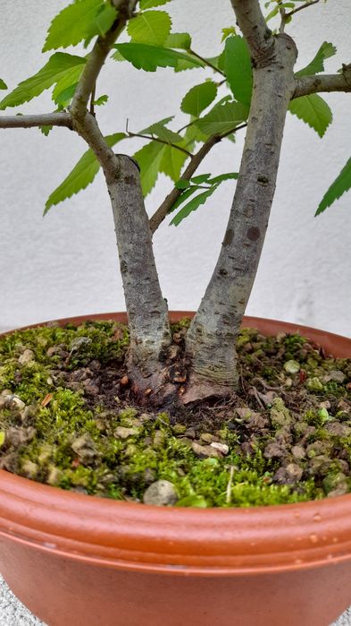 Bonsai Zelkova Serrata-duplo tronco