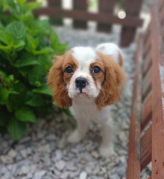Cavalier King Charles Spaniel-Sunia