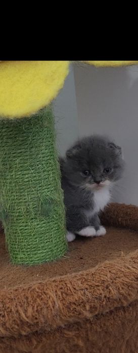 Gatinho scottish fold