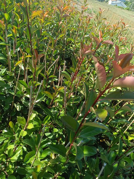 Photinia para jardim