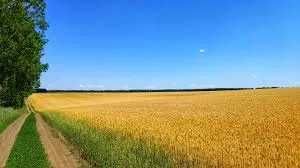 Продам земельну ділянку в  с.Різникове, 19,4 га