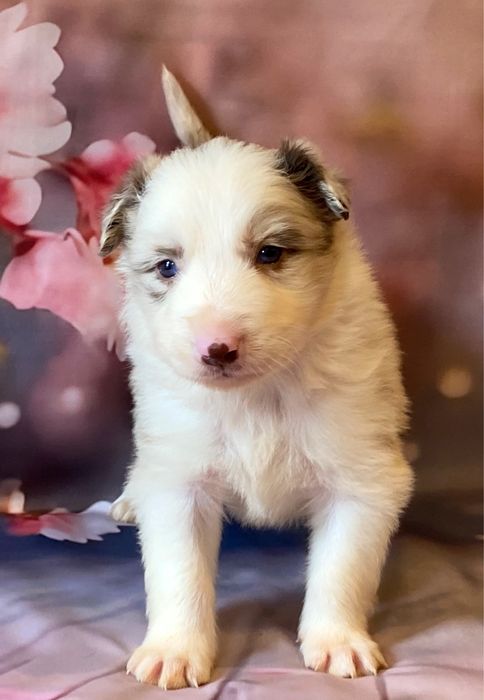 Border Collie chłopiec AMOR