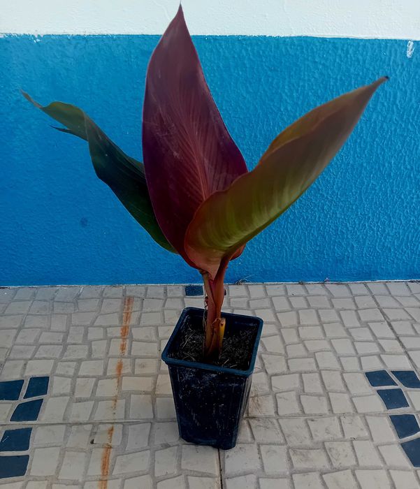 Canna Indica / Cana da India 7 variedades