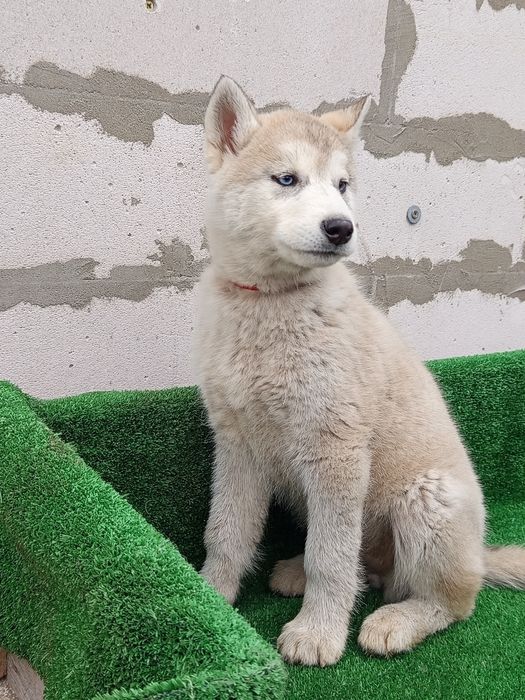 Чистокровная Девченка хаски