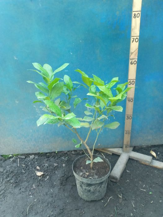 Лимон  + Лимон +